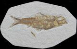Knightia Fossil Fish - Wyoming #36860-1